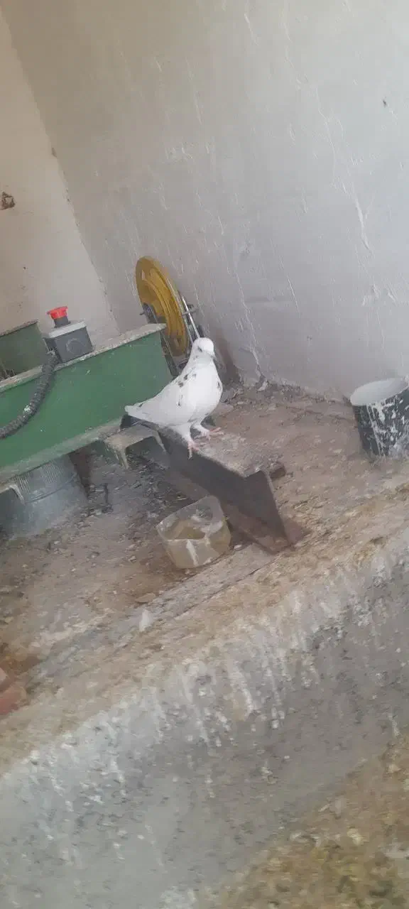 کفتر|پرنده|قم, باغ شازده|دیوار