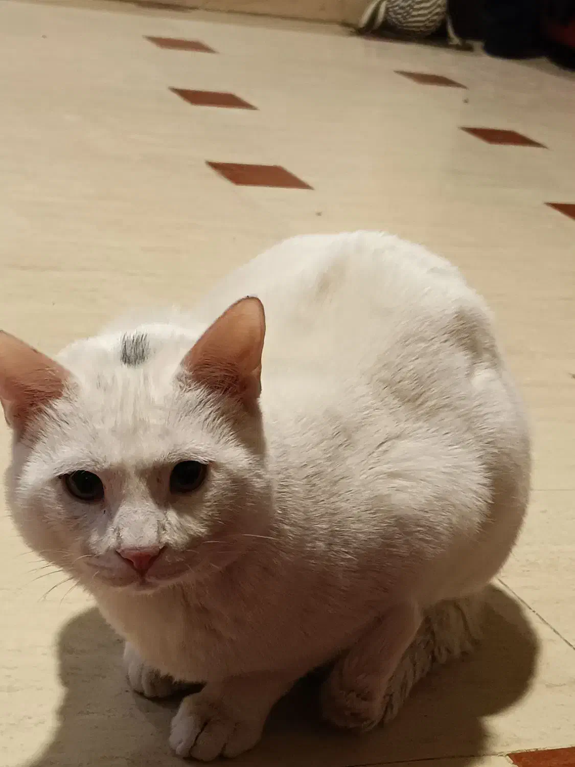 واگذاری گربه|گربه|پرند, فاز ۲|دیوار