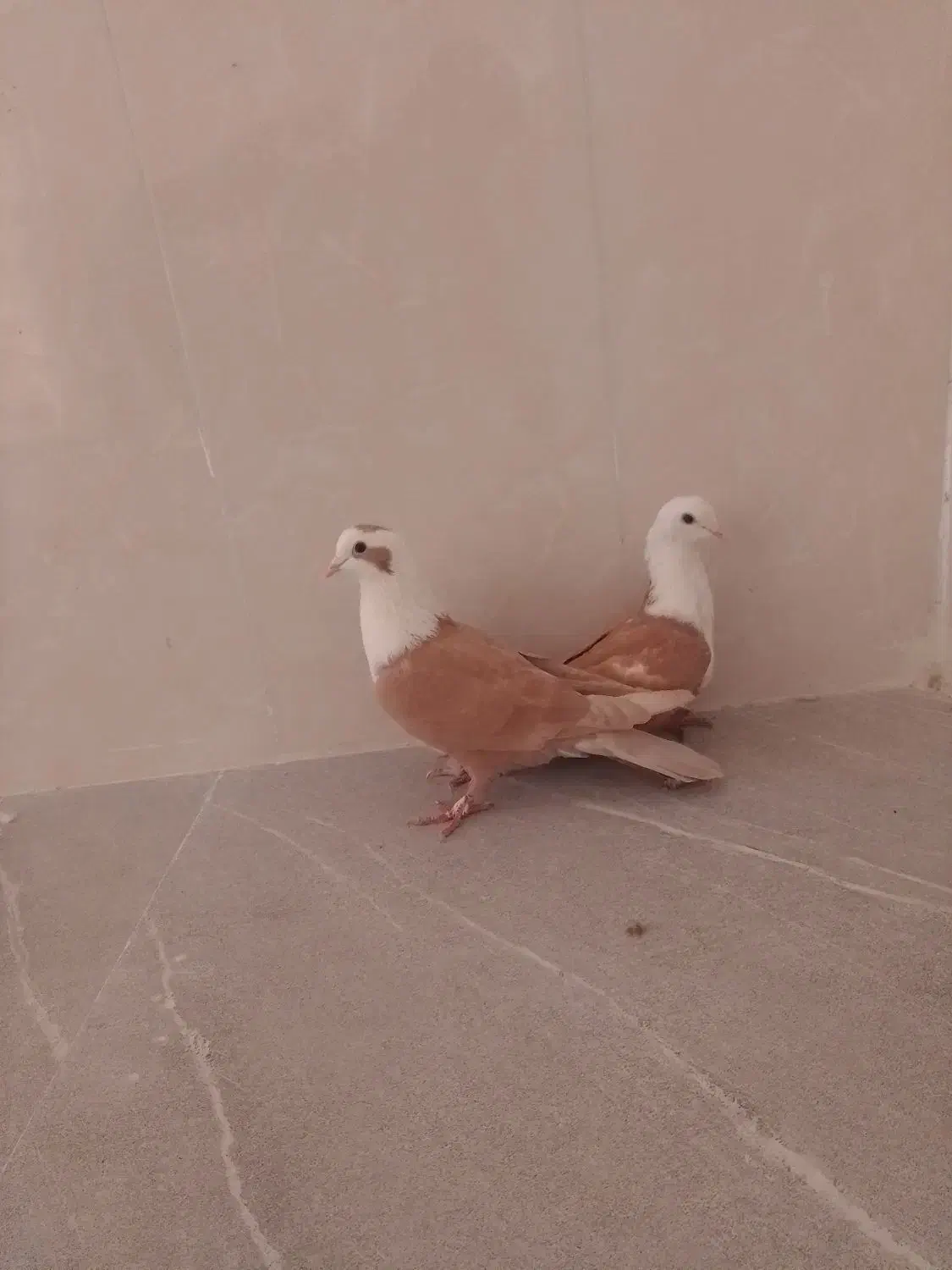 ساده سیاه و کلاغ|پرنده|نیشابور, شهرک اندیشه|دیوار