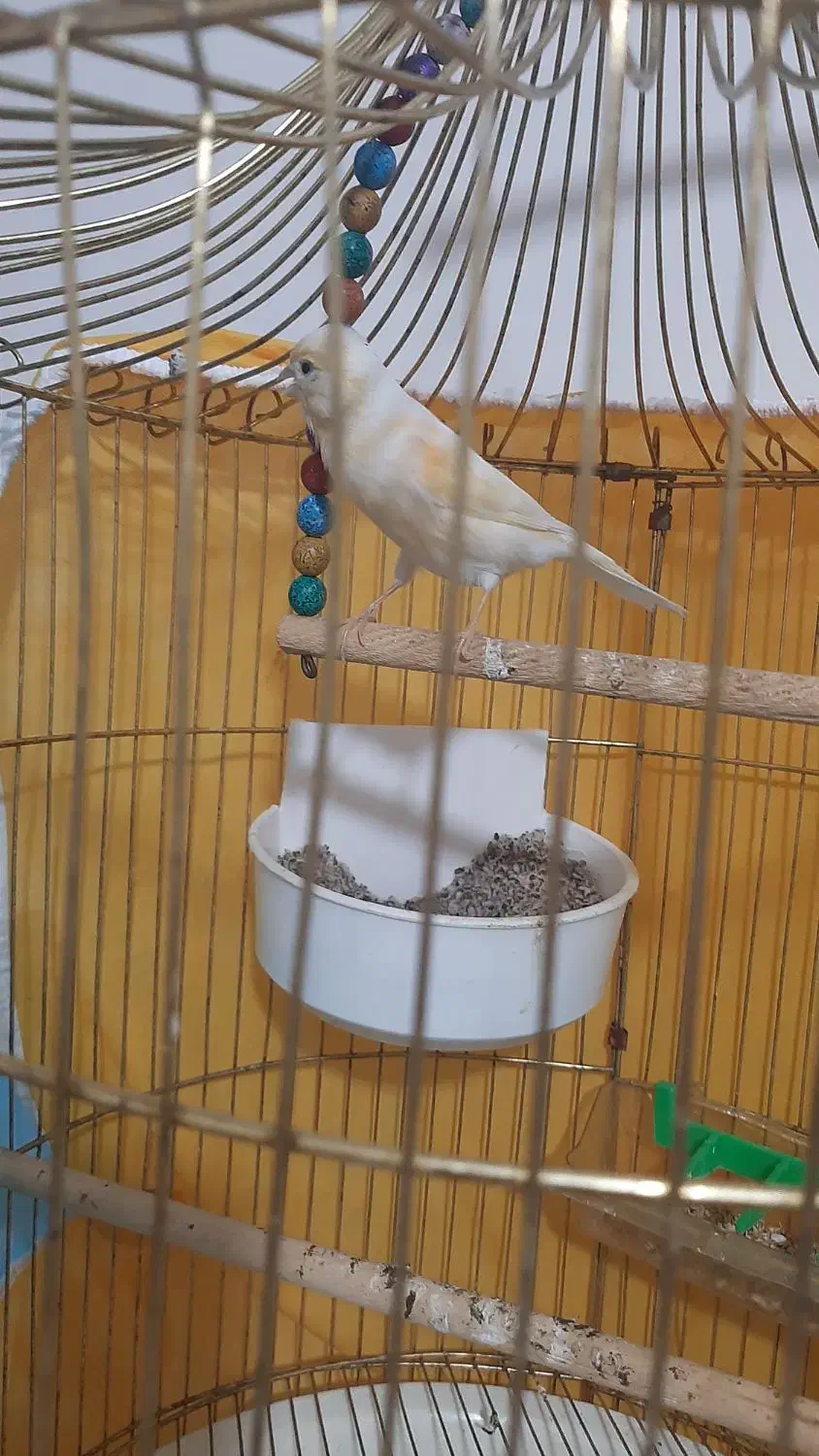 قناری ماد مست|پرنده|مشهد, رضاییه|دیوار