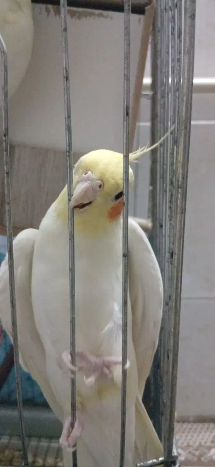 طوطی عروس|پرنده|بندر ماهشهر, |دیوار