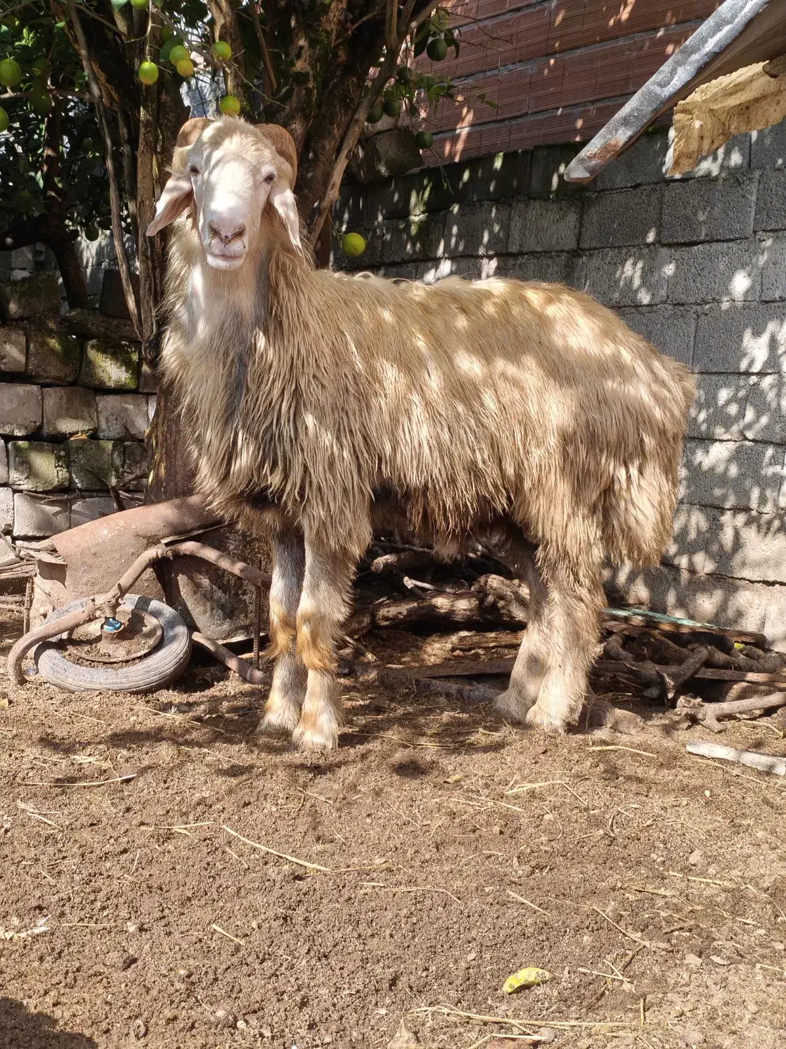 بره گوسفند قوچ تخمی کشتاری|حیوانات مزرعه|قائم‌شهر, |دیوار