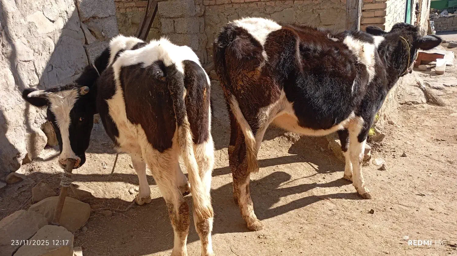 سه عدد تلیسه و یک عدد گاو قصر|حیوانات مزرعه|اهر, |دیوار