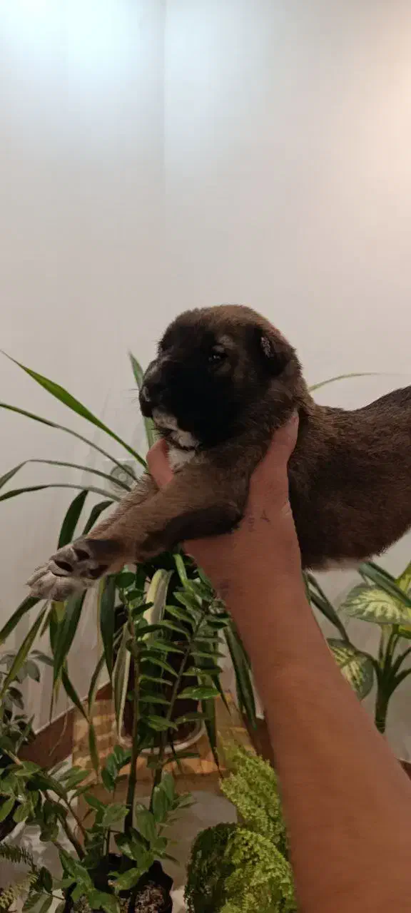 سگ افغان نگهبان گله ای|سگ|بندرعباس, |دیوار