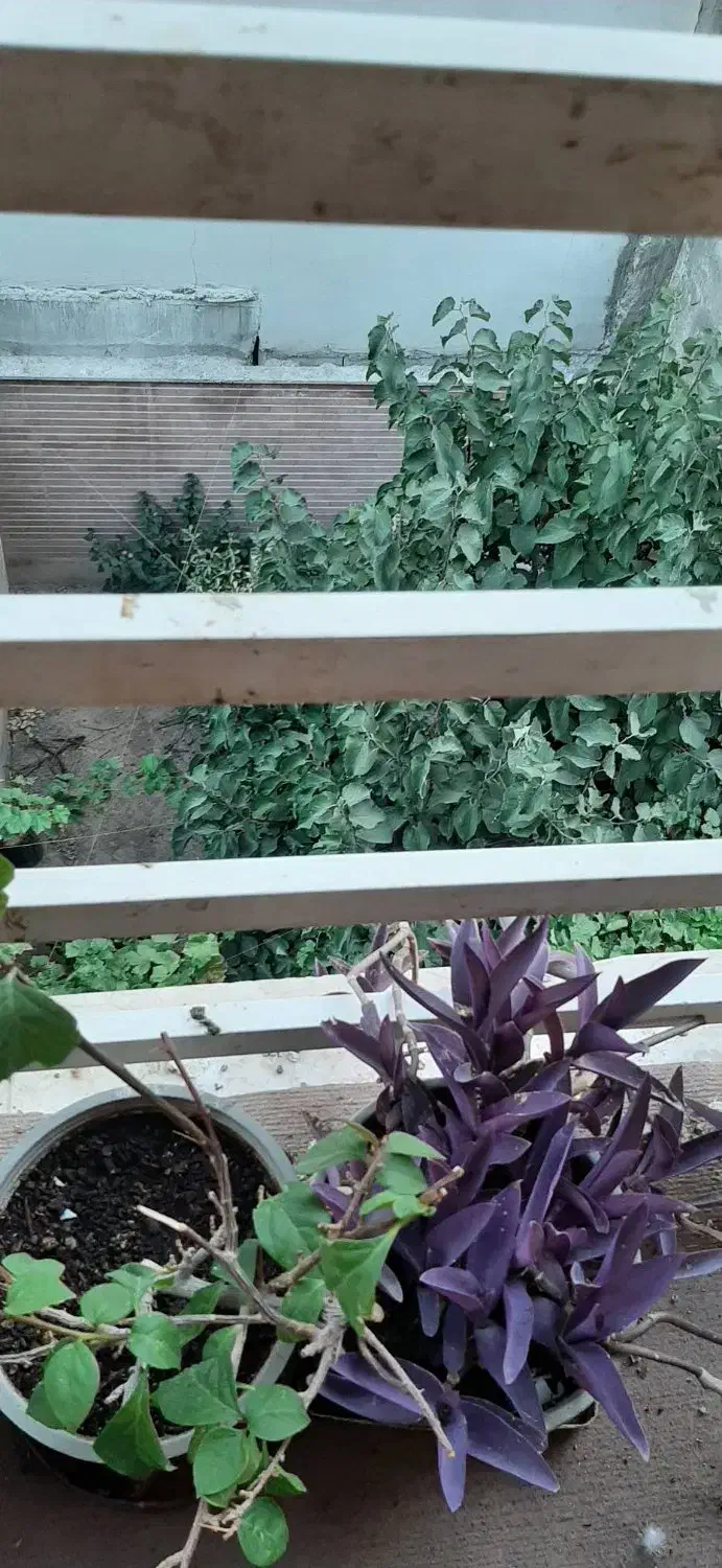 اجاره 52 متری سلمان فارسی