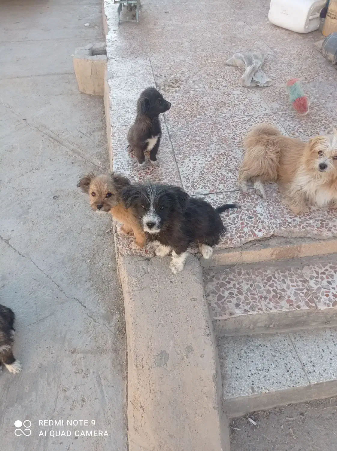 توله های میکس تریر و پامر|سگ|دامغان, |دیوار