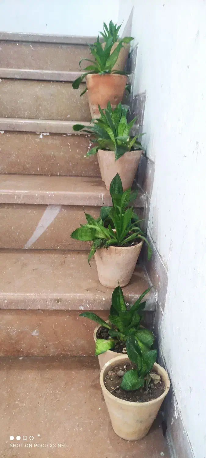 گل ارزون|گل و گیاه طبیعی|شیراز, انجیر|دیوار