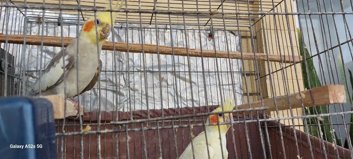 عروس هلندی ولیمویی|پرنده|سهند, |دیوار