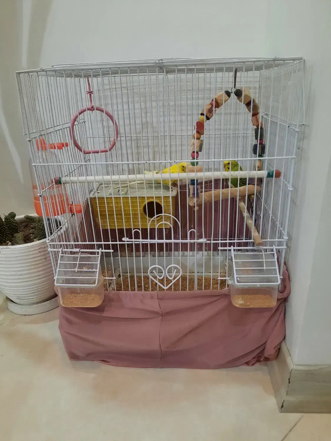 مرغ عشق با قفسه|پرنده|تهران, دکتر هوشیار|دیوار