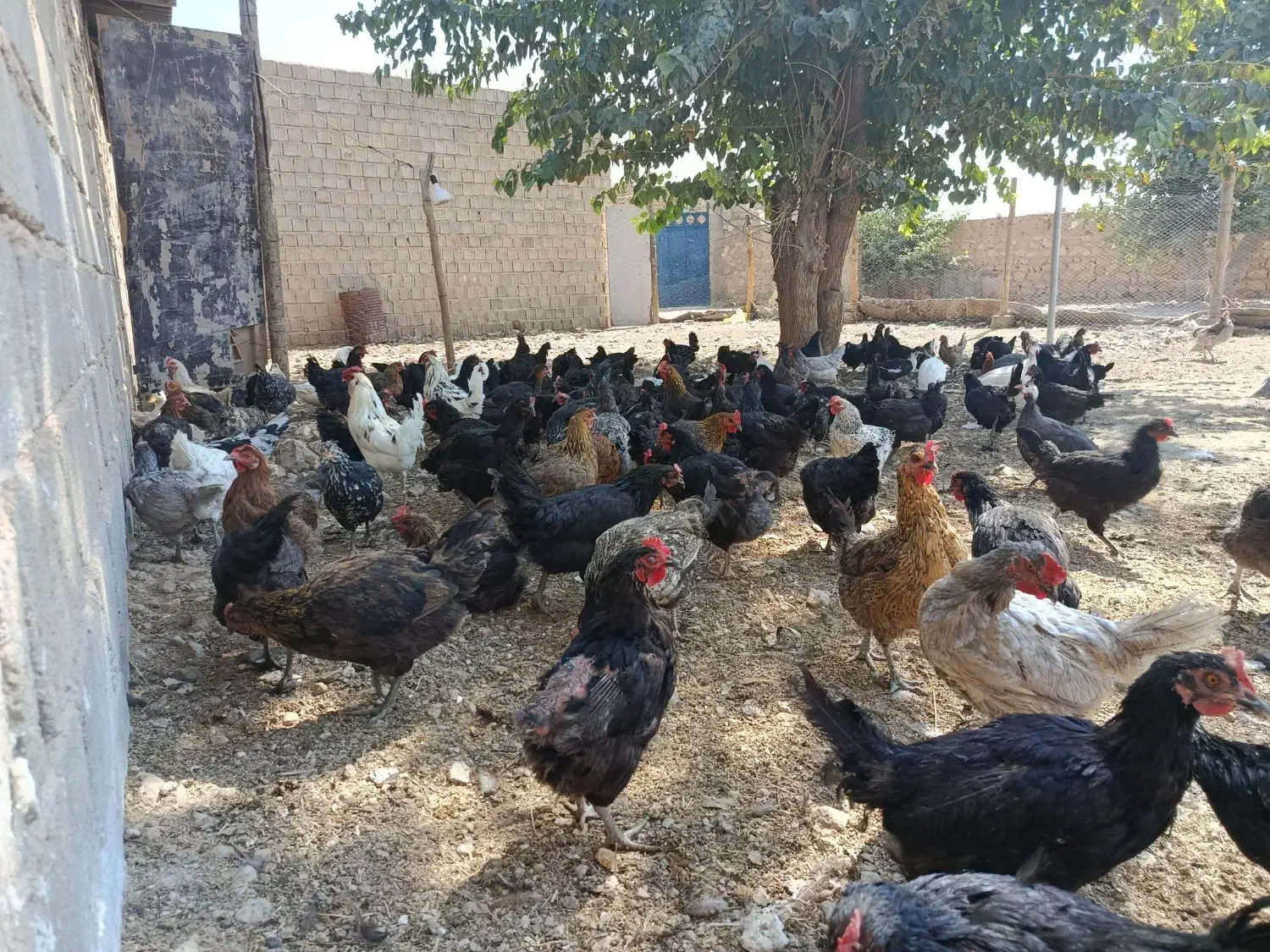 سلام تعدادی مرغ محلی بالغ نه ماهه تخم گذار فروشی|حیوانات مزرعه|شیراز, حومه شیراز|دیوار