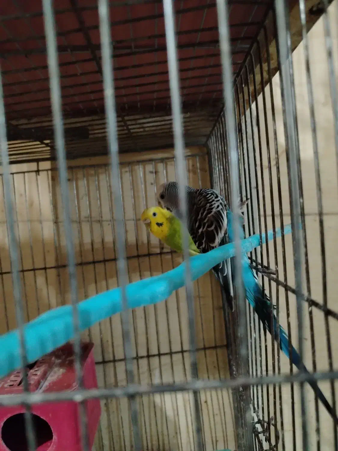 مرغ عشق|پرنده|شهرضا, |دیوار