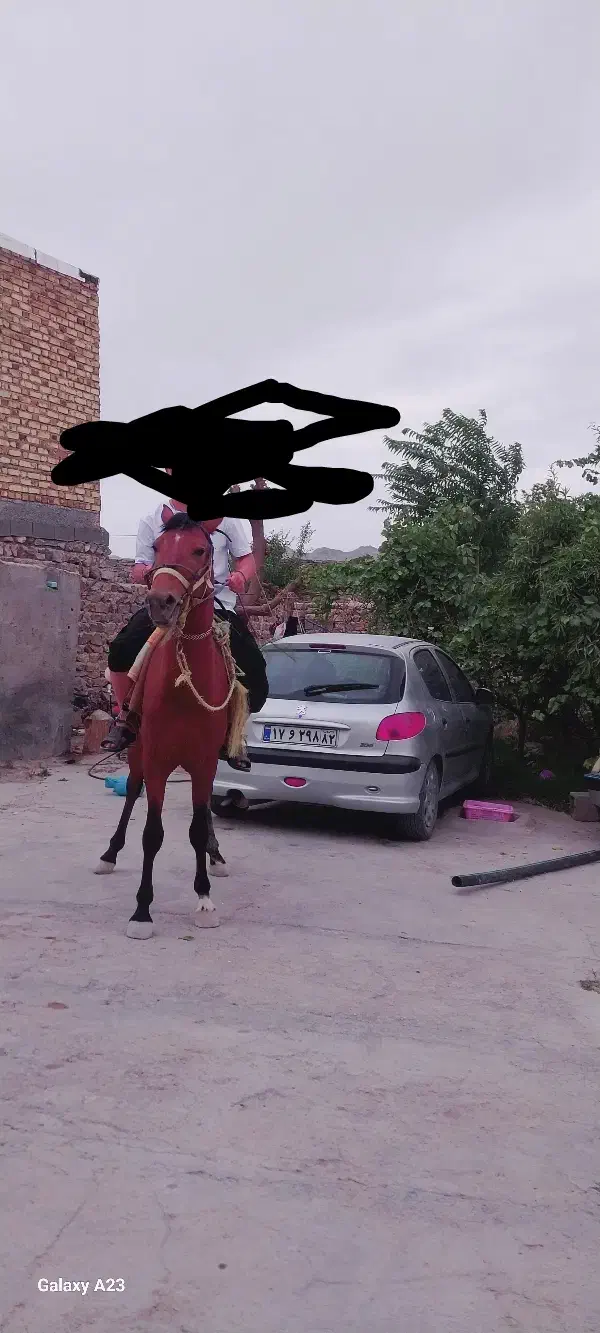 مرد یاشار|اسب و تجهیزات اسب‌سواری|آشخانه, |دیوار