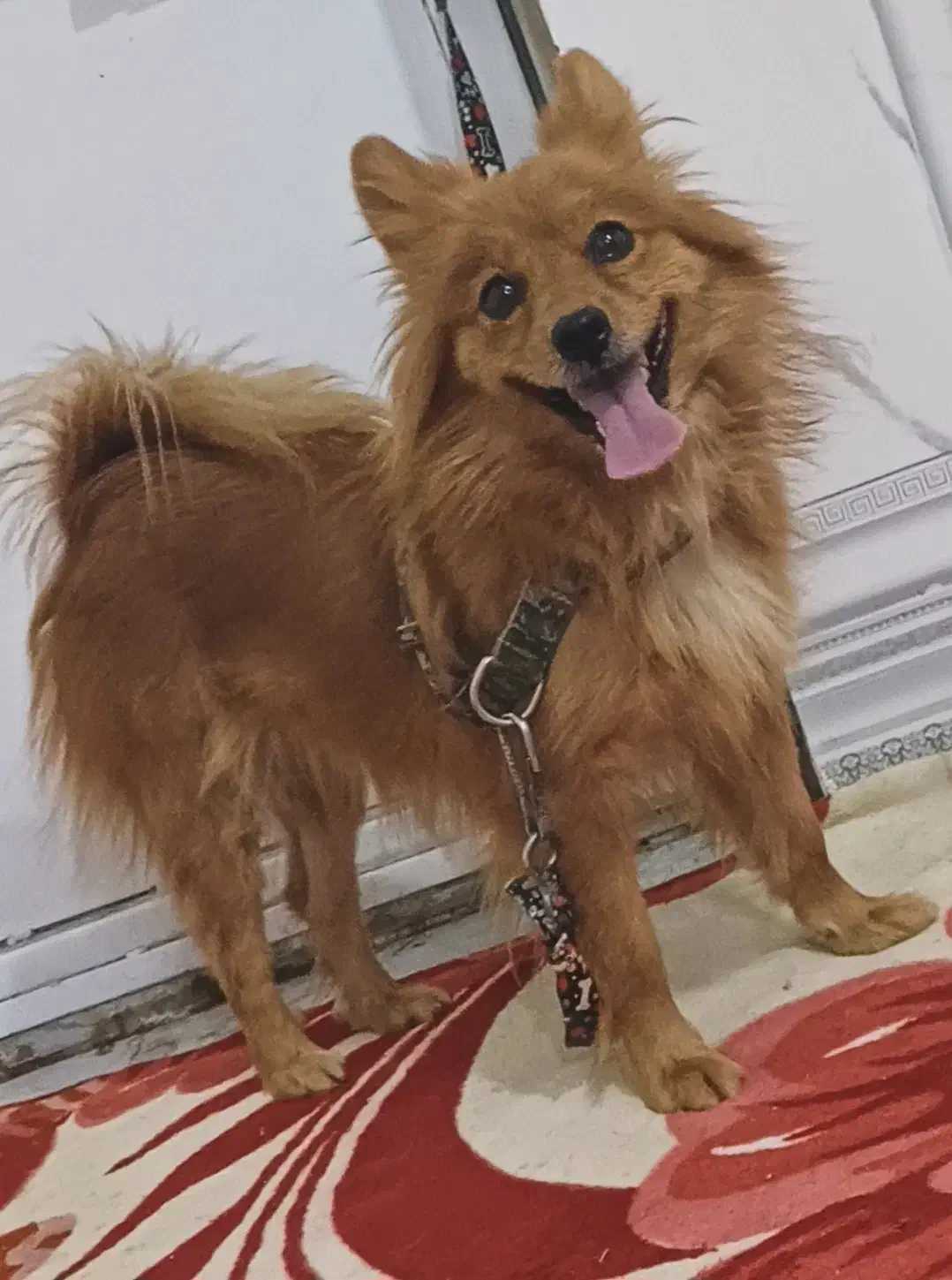 پامر اصیل|سگ|کرمانشاه, |دیوار