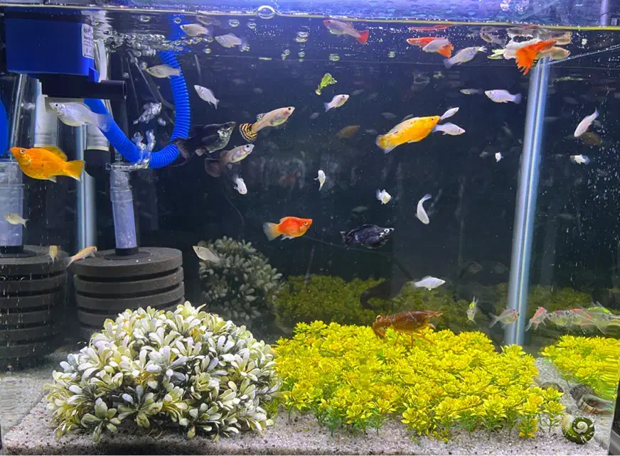 ماهی اکواریوم|ماهی|یزد, |دیوار