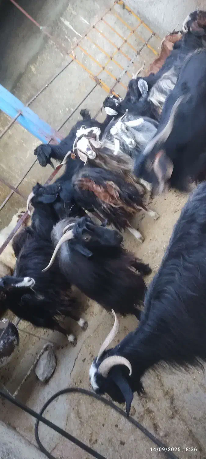 تعدادی بز با بزغاله  به  فروش میرسد|حیوانات مزرعه|سیوان, |دیوار