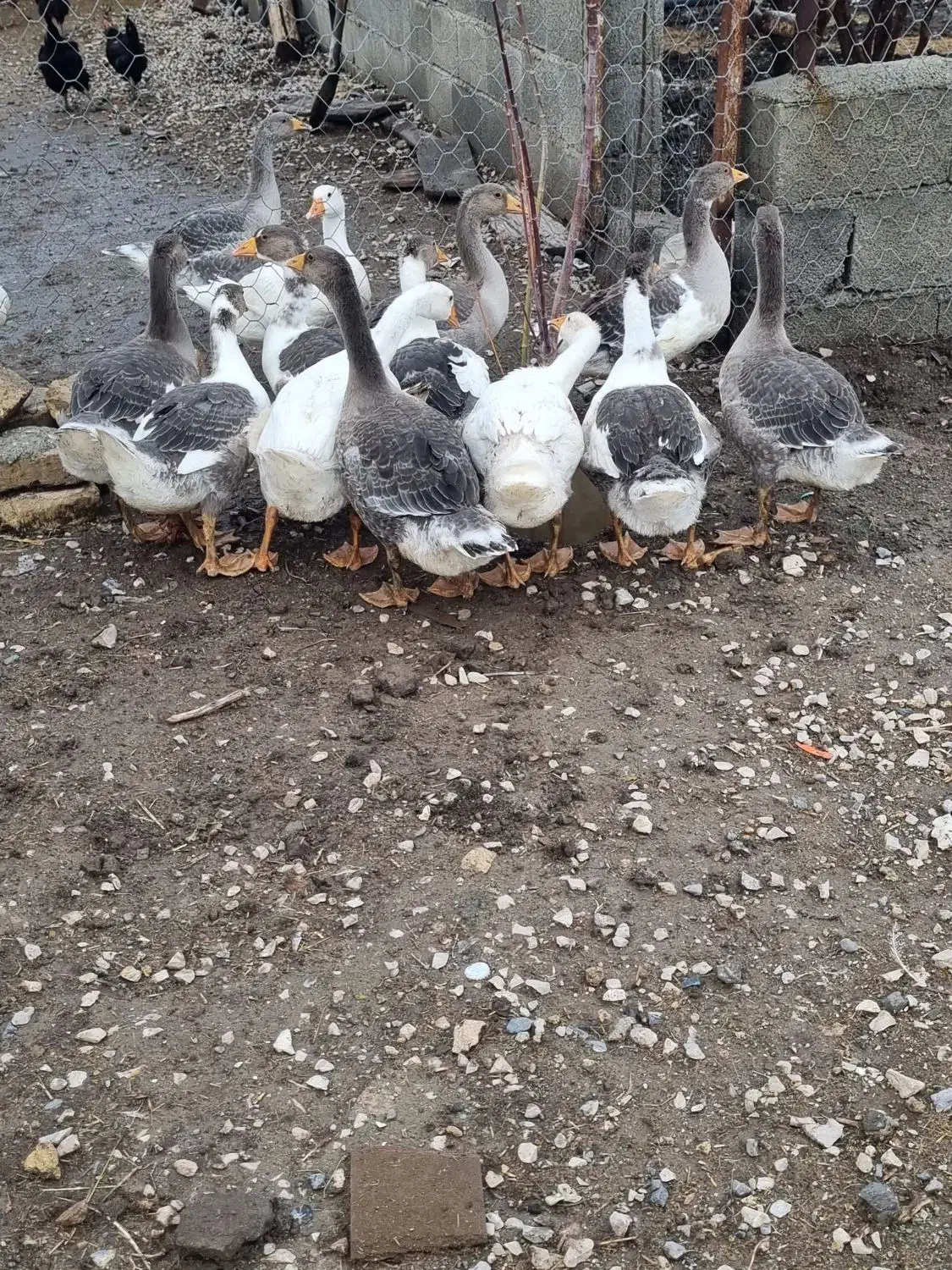 غاز|حیوانات مزرعه|کرمانشاه, |دیوار