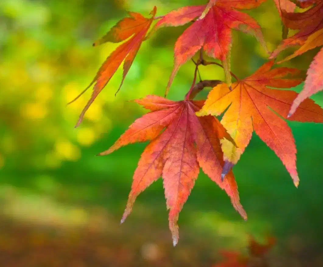 خانه ویلایی.|فروش خانه و ویلا|قزوین, |دیوار