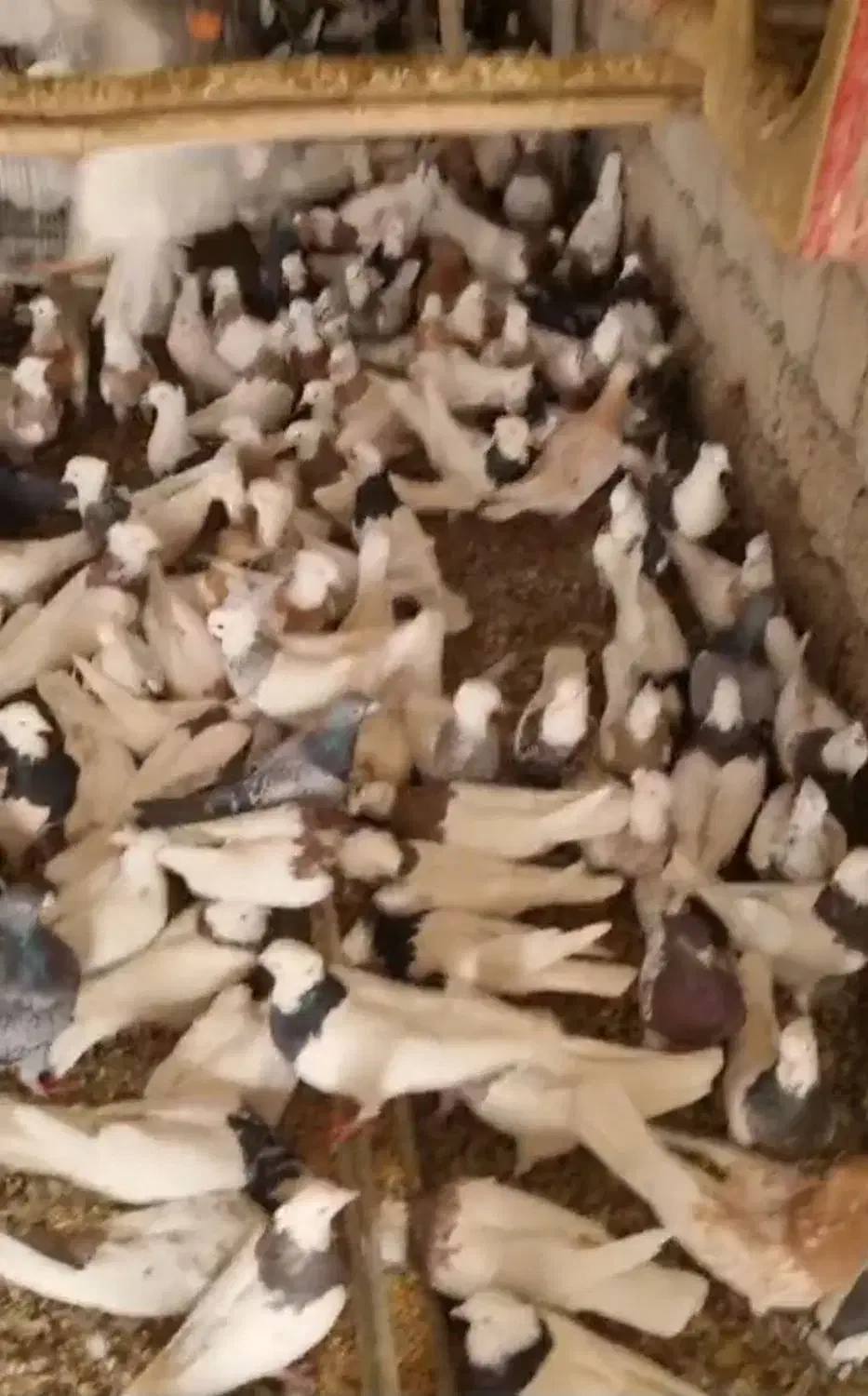 کبوتر طوقی|پرنده|مبارکه, |دیوار