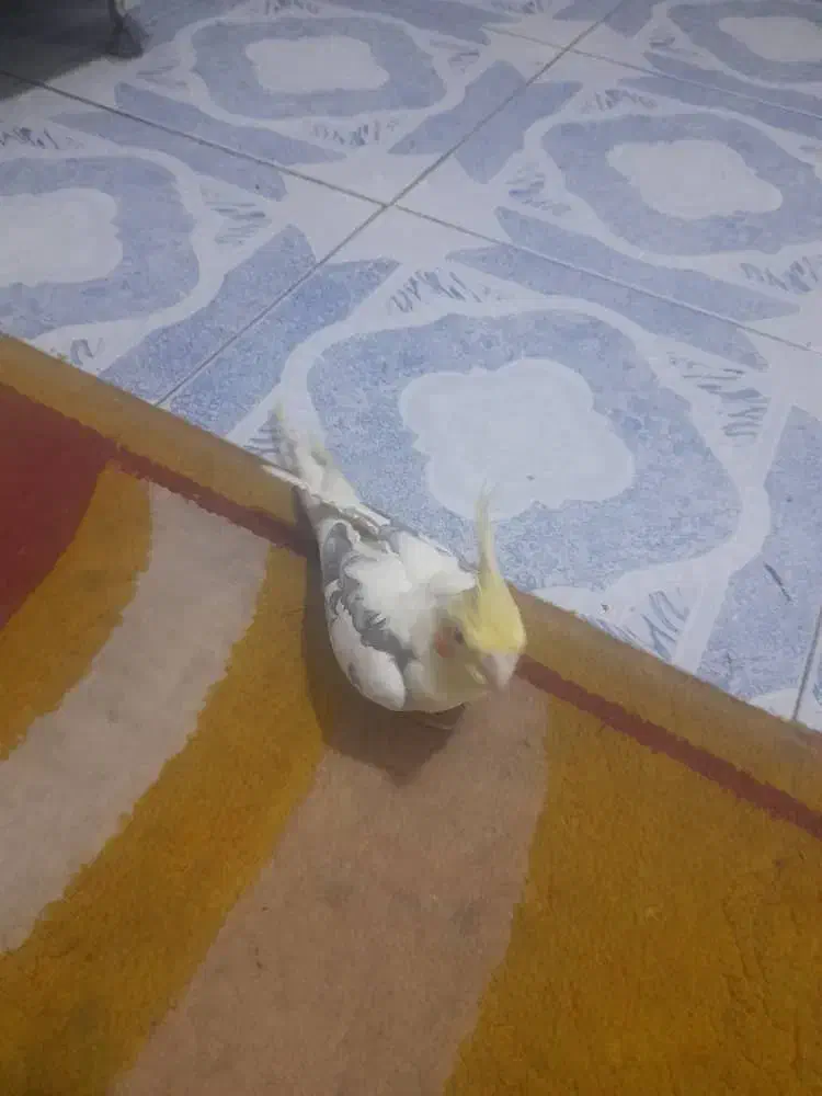 گمشدگی|حیوانات|اهواز, کوی باهنر|دیوار