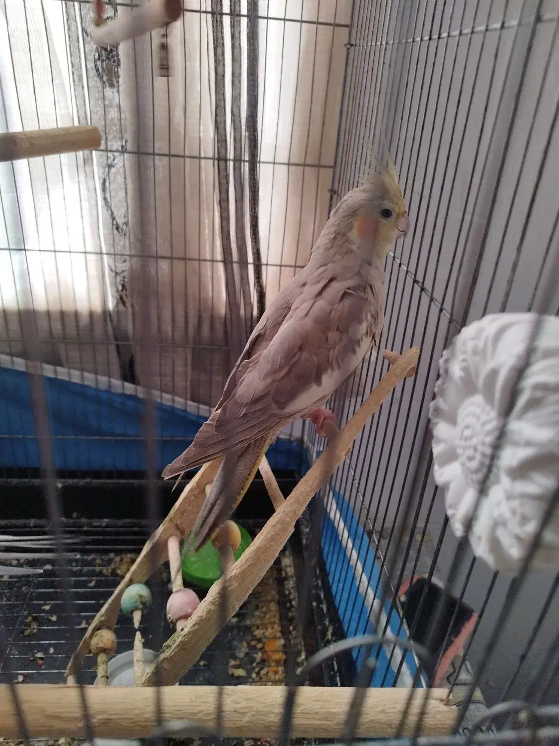 یک جفت عروس هلندی|پرنده|ماهدشت, |دیوار