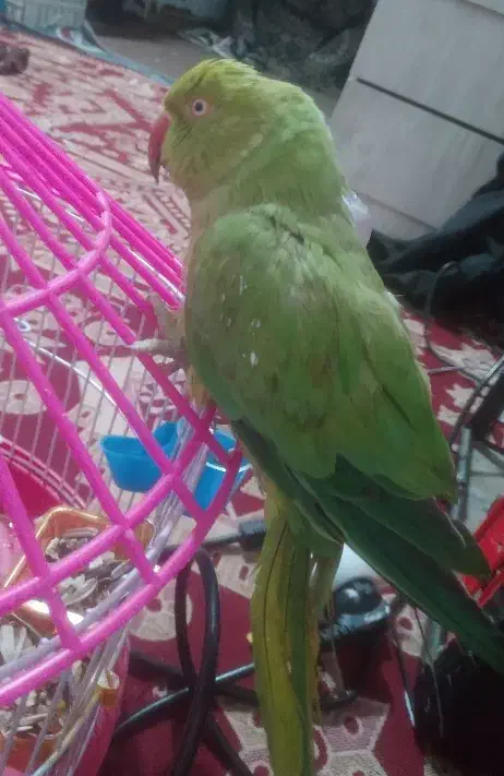 طوطی ملنگو دستی سرحال سرحال|پرنده|نیک شهر, |دیوار