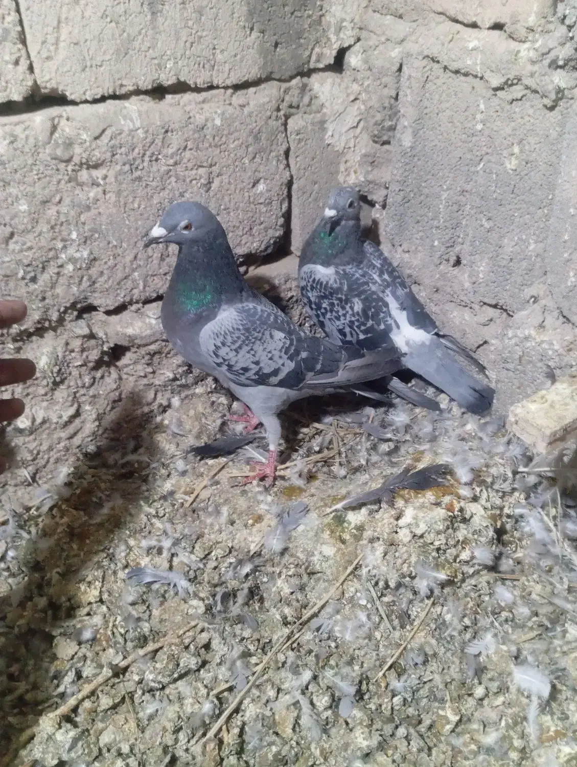 کبوتر مسافتی|پرنده|خاش, |دیوار