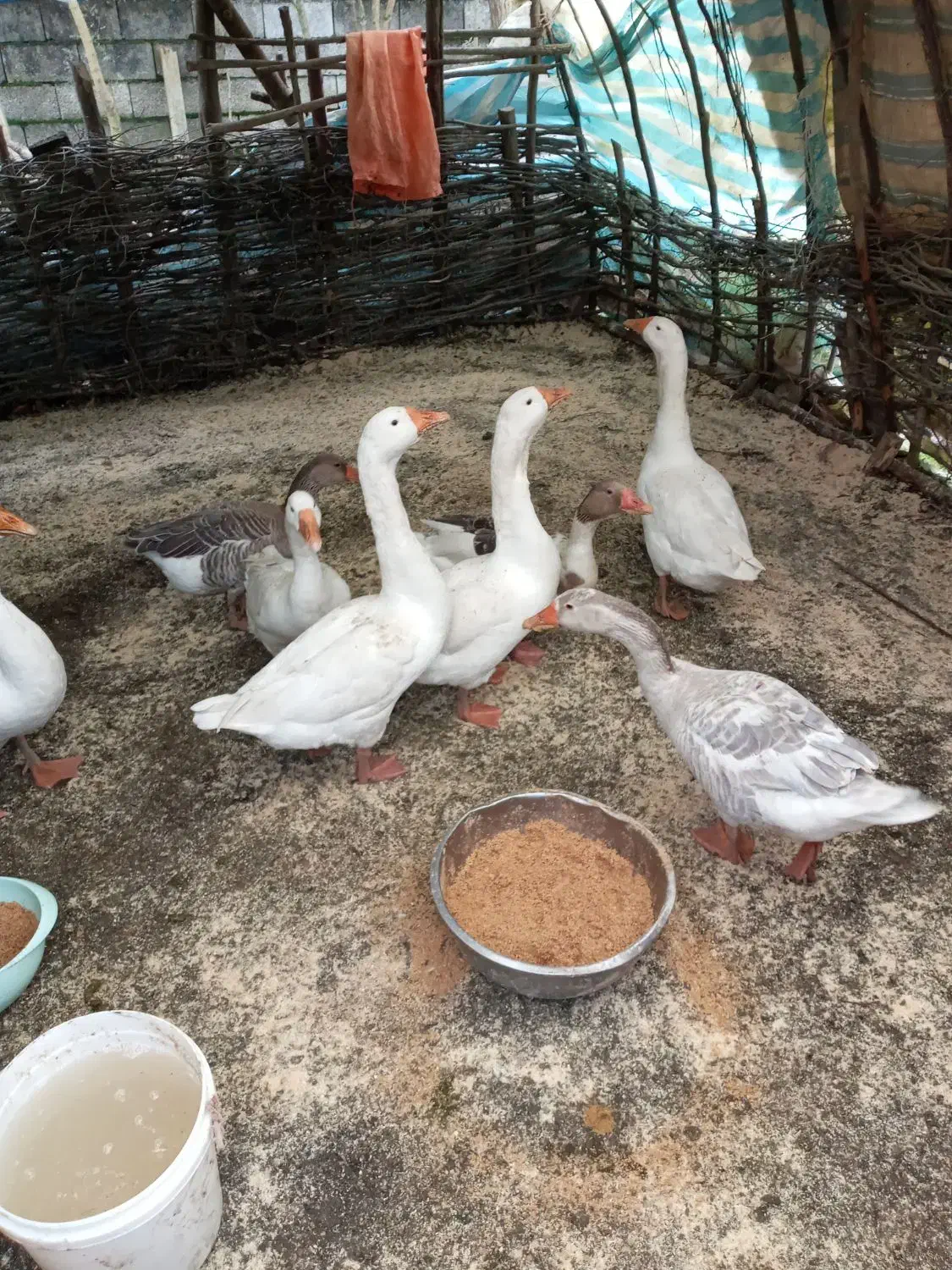 غاز طبیعی|حیوانات مزرعه|اسالم, |دیوار