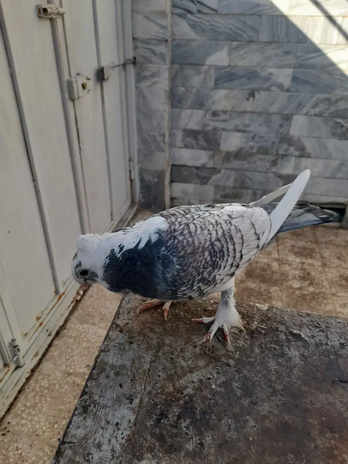 کبوتر نر مست بلژیکی طاووسی|پرنده|قم, تولید دارو و یخچال|دیوار