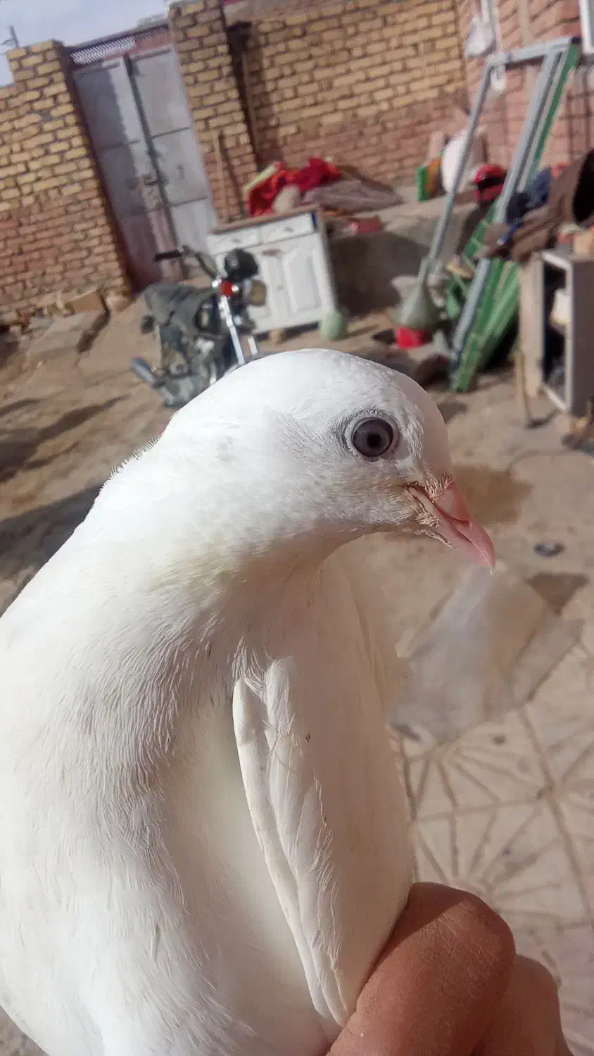 کبوتر|پرنده|دهگلان, |دیوار