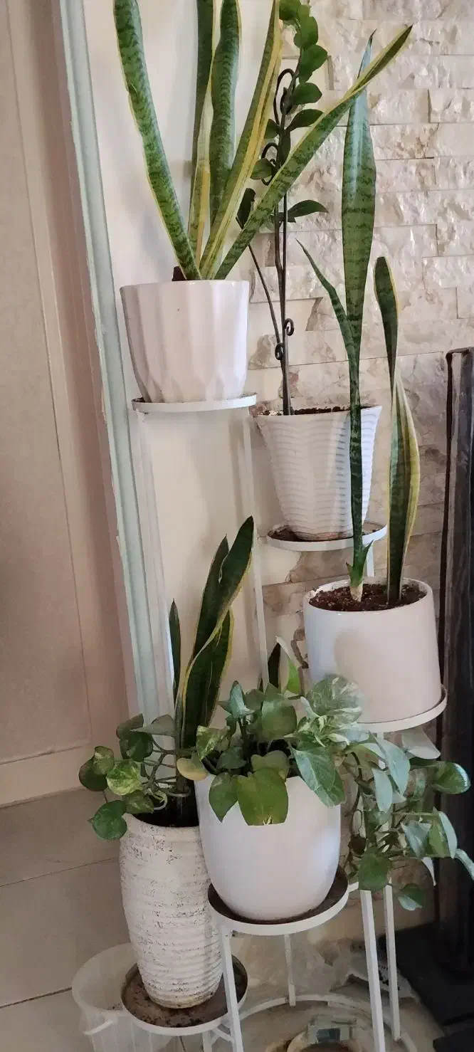 جاگلدانی و گلدان و گل|گل و گیاه طبیعی|تهران, عباسی|دیوار