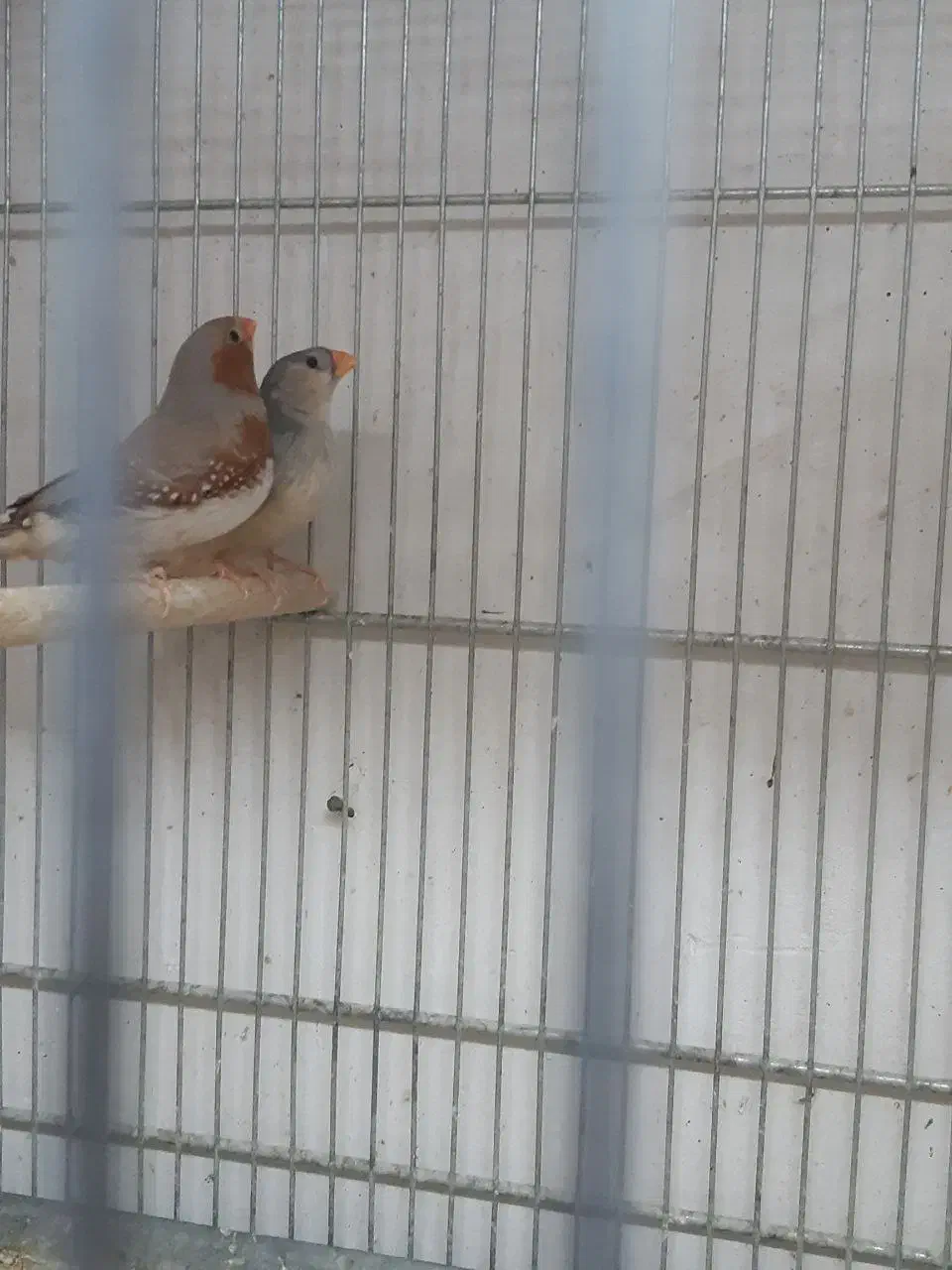 فنچ هاف اورنج اروپایی|پرنده|قم, زنبیل آباد|دیوار