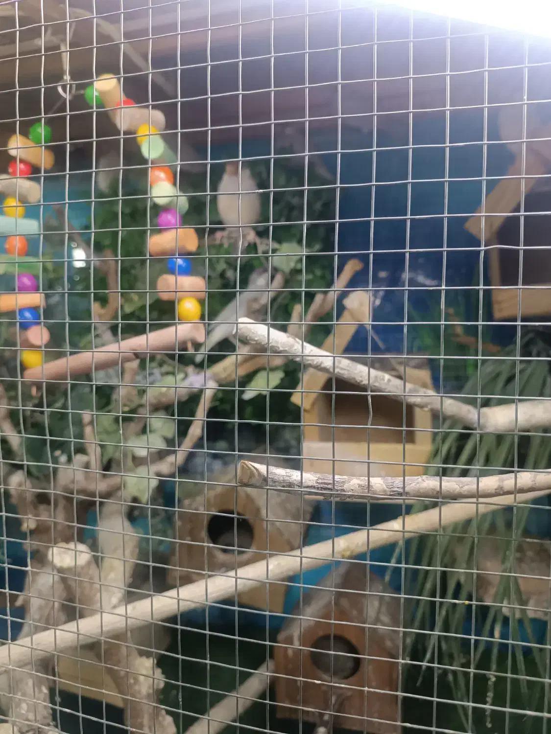 قفس پرنده چوبی|پرنده|تهران, یاخجی آباد|دیوار