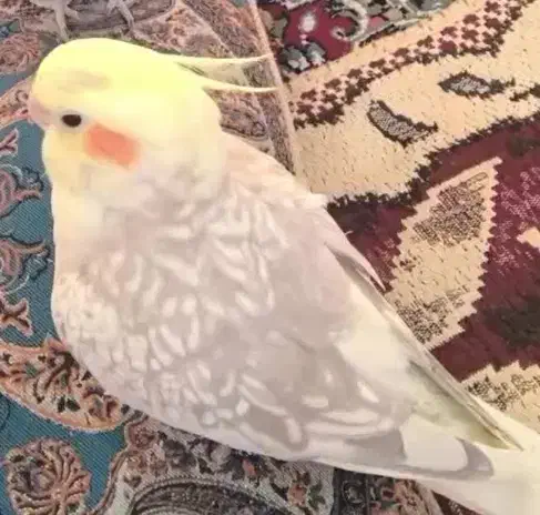 عروس ماده بالغ سالم|پرنده|سیب و سوران, |دیوار