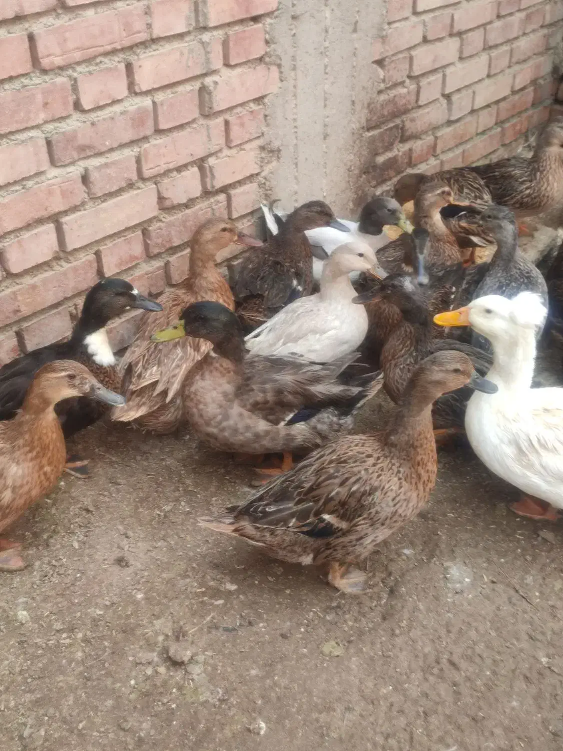 اردک کاکولی سبز و مرواریدی و روسی|حیوانات مزرعه|نقده, |دیوار