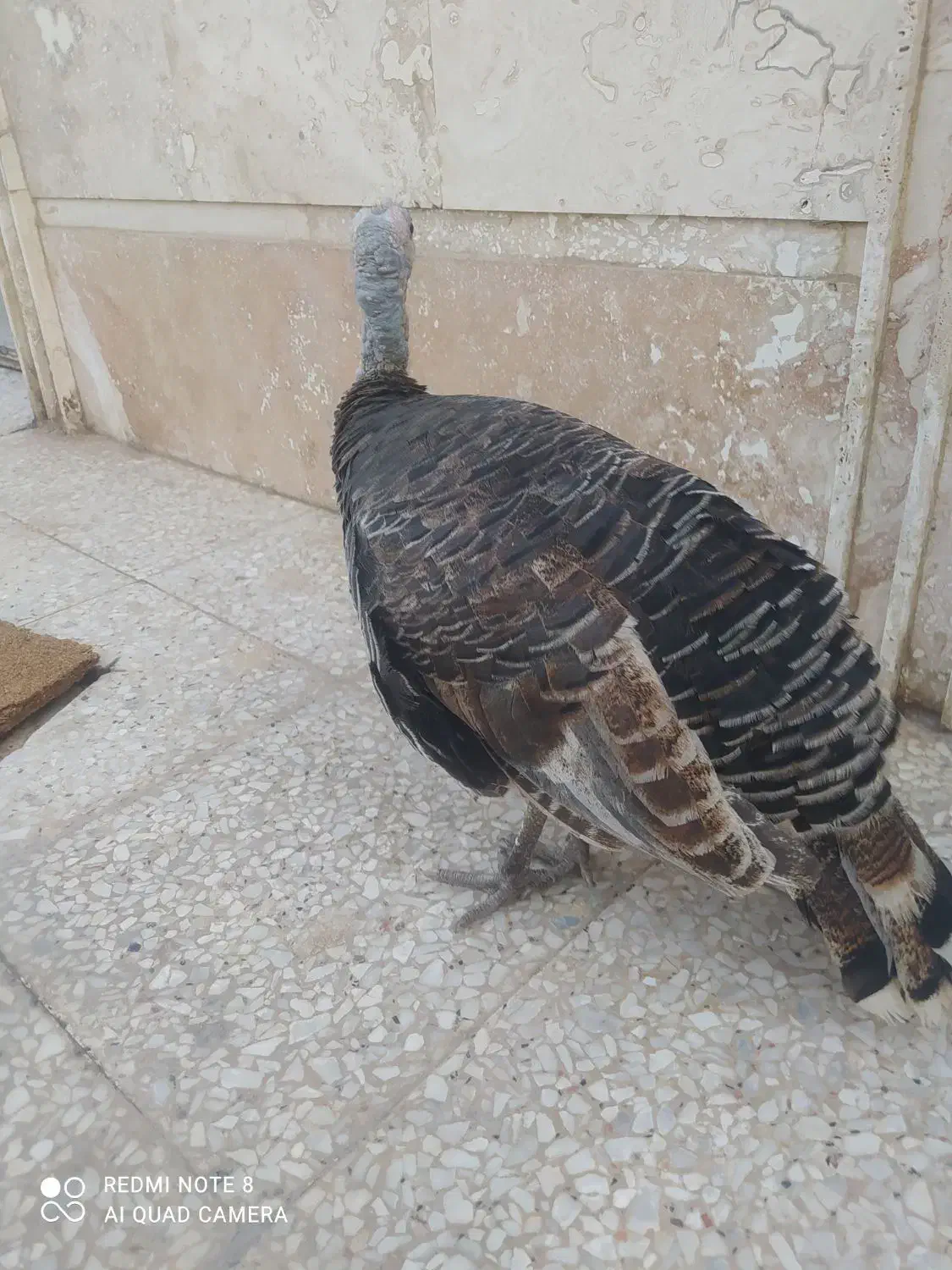 بوقلمون|حیوانات مزرعه|اهواز, کیانشهر|دیوار