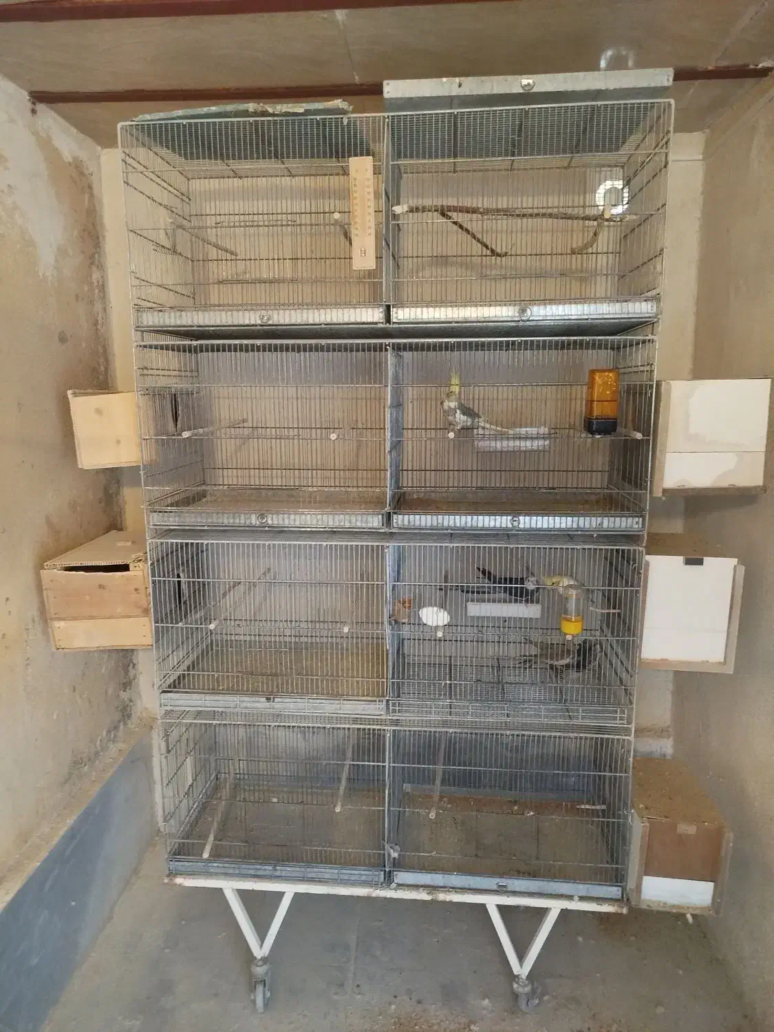 عروس هلندی و قفس هشت خان|پرنده|ساوه, |دیوار