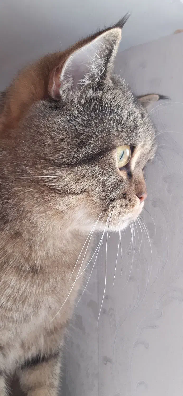 گربه بریتیش نر ۲سال و ۵ ماهه عقیم شده|گربه|تهران, شهرک شهرداری|دیوار