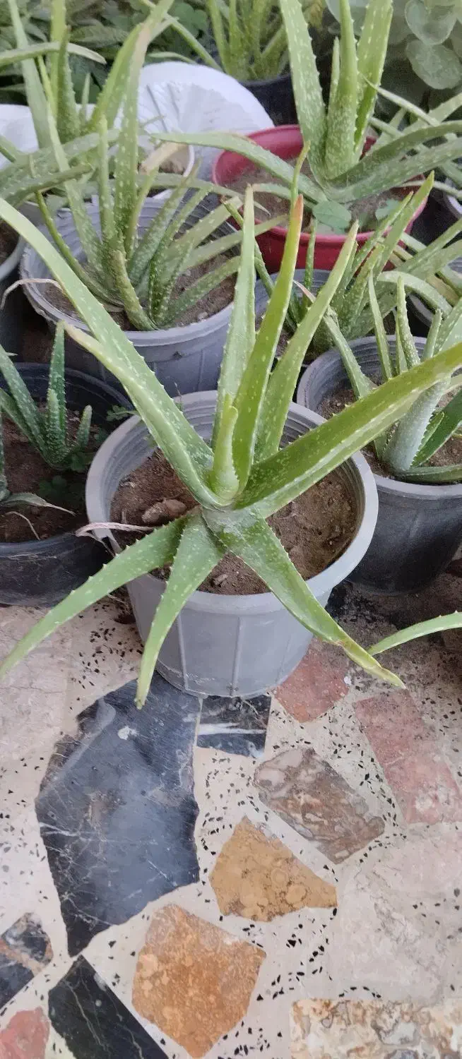 گل آلوئه ورا|گل و گیاه طبیعی|بندر انزلی, چهارفریضه|دیوار