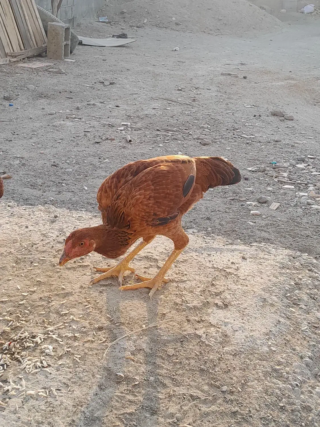 چابهاری و پاپر|حیوانات مزرعه|میناب, |دیوار