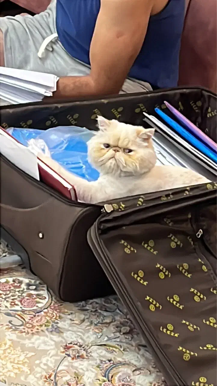 گربه اسکاتیش|گربه|صدرا-فارس, فاز ۱|دیوار