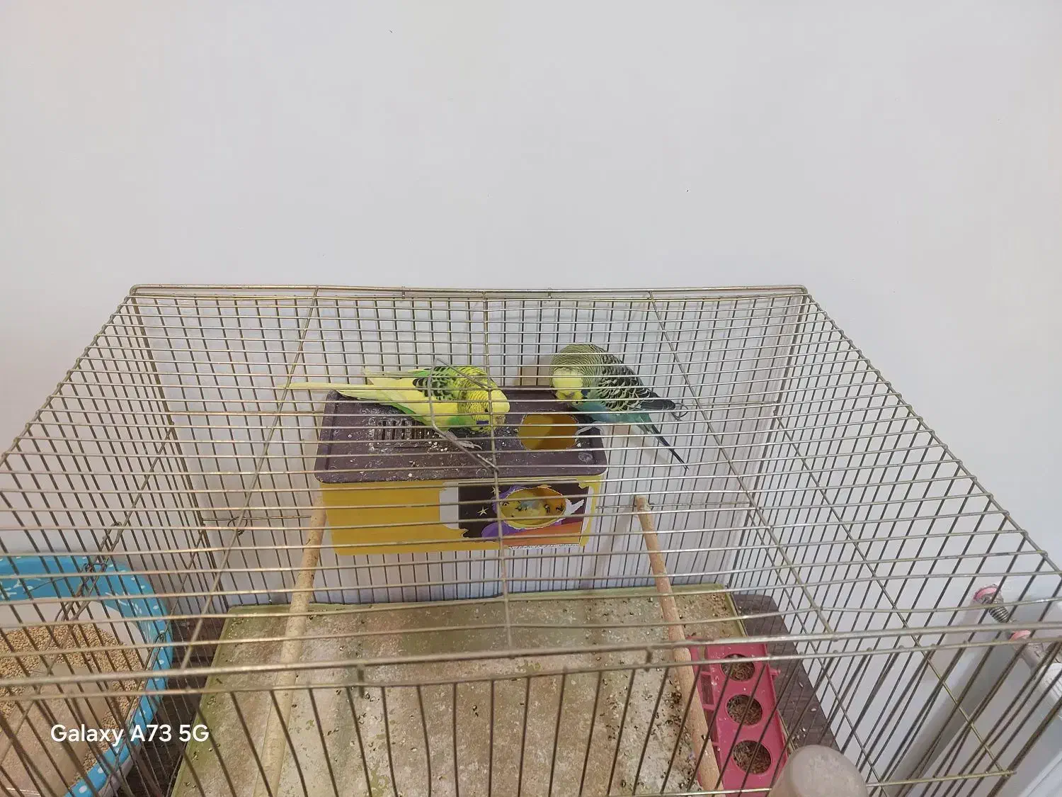 فوری فوری خاص|پرنده|شهرکرد, |دیوار