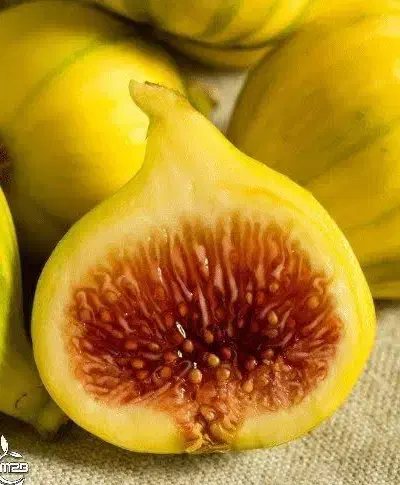 پیشفروش نهال انجیر عسلی با شرایط چک|خدمات باغبانی و درختکاری|بوکان, |دیوار