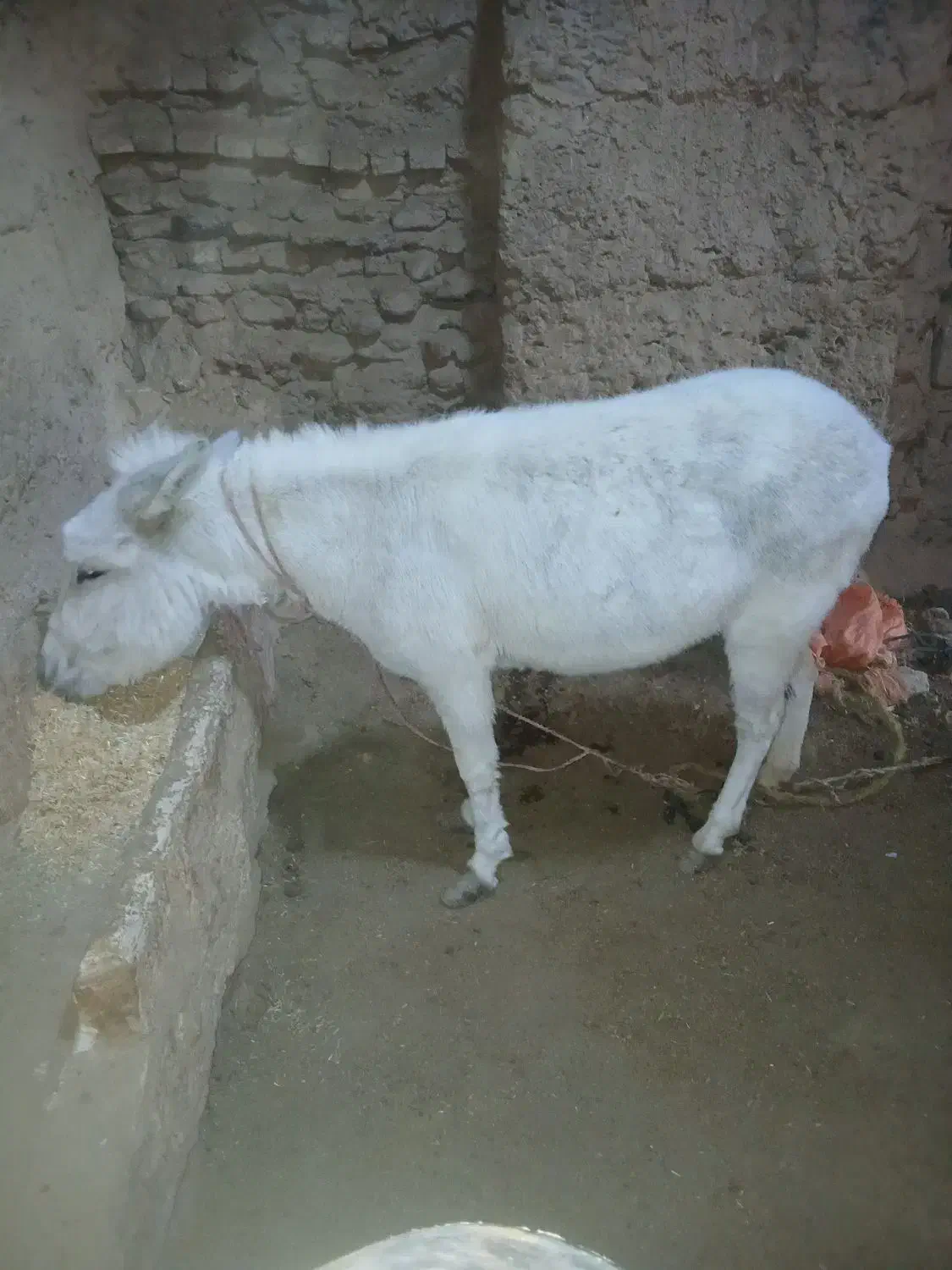 الاغ ماده|حیوانات مزرعه|مشهد, فردوسی|دیوار