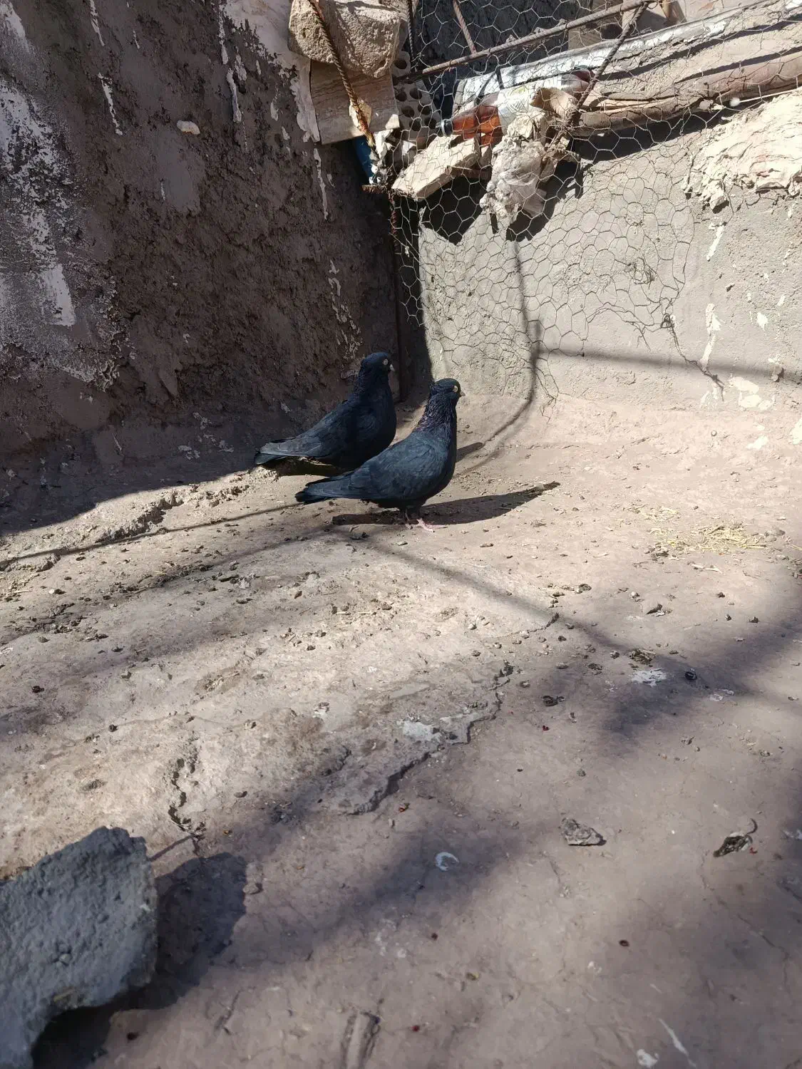 ی جفت زاغ خوشگل|پرنده|گنبکی, |دیوار