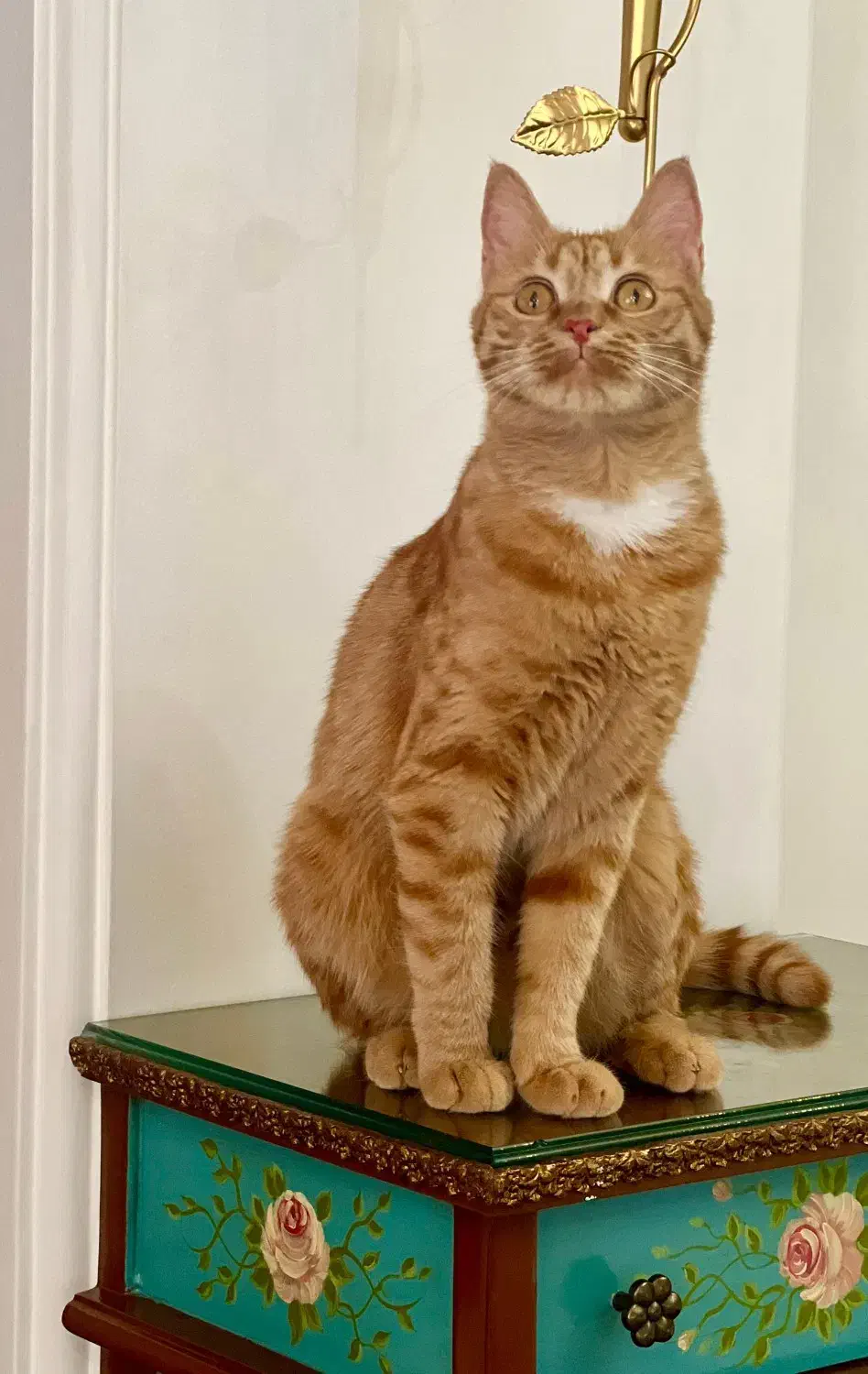 فروش  ۲ عدد گربه خانگی|گربه|تبریز, |دیوار