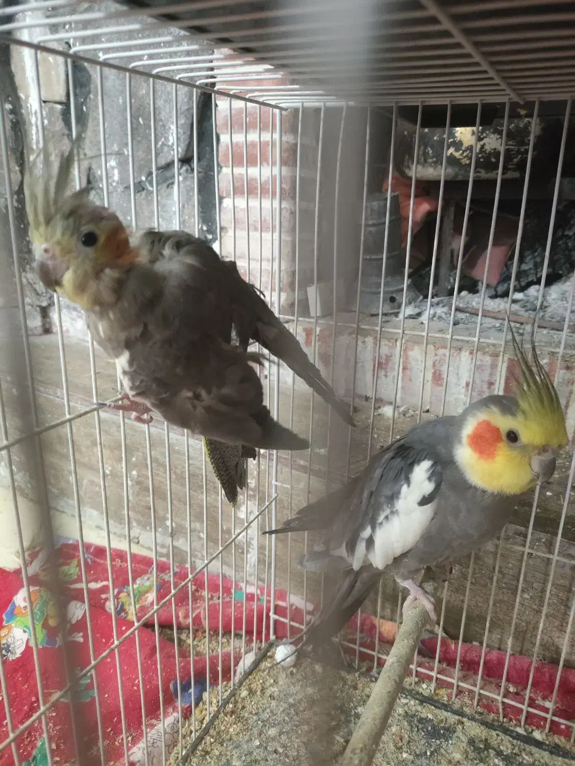 جفت عروس هلندی|پرنده|زرند, |دیوار