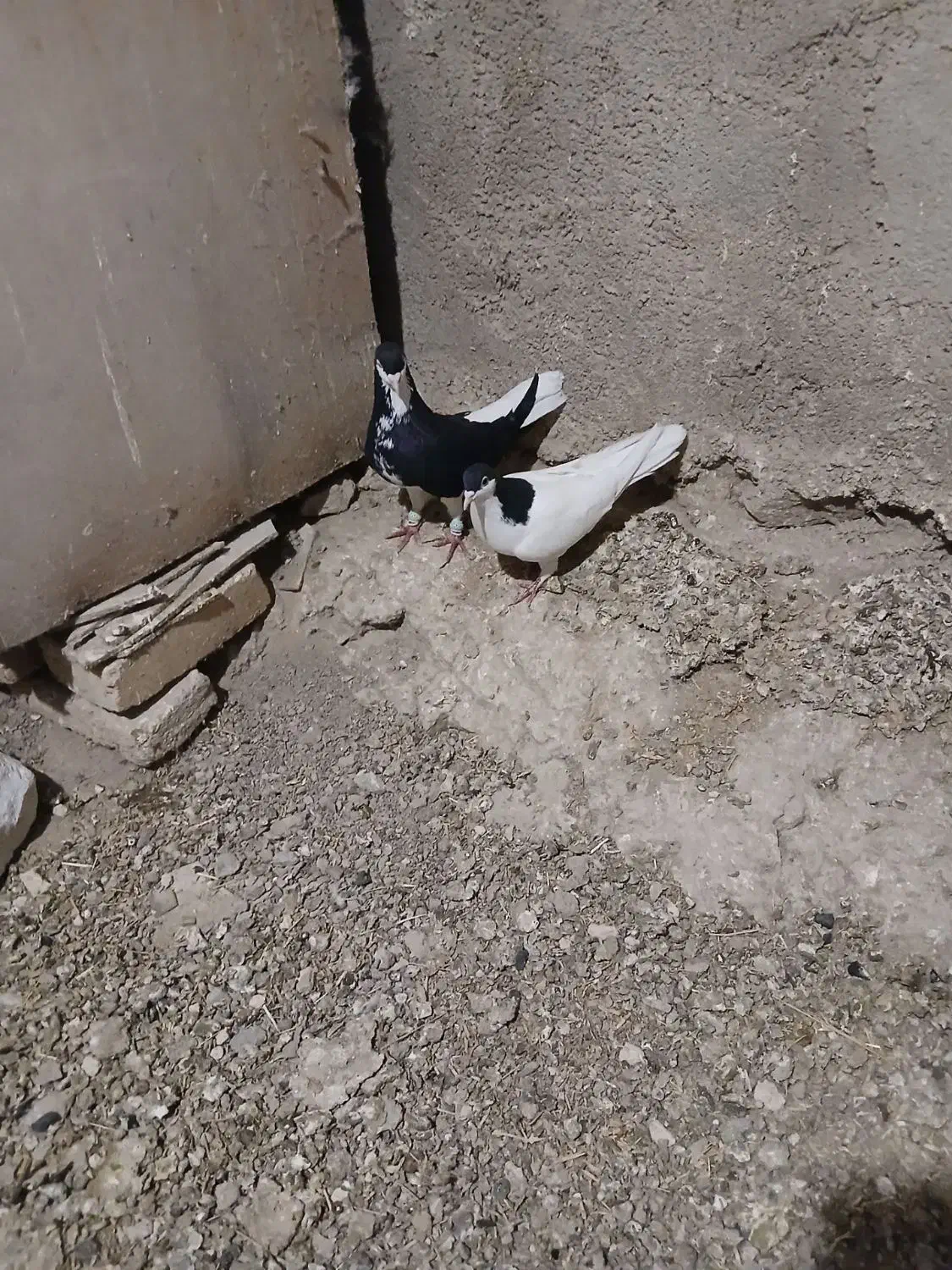 سلام ی حفت سیاه پوش نروماده.|پرنده|قزوین, |دیوار