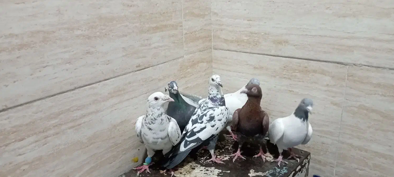 کفتر کبوتر|پرنده|پاکدشت, پاکدشت (مامازند)|دیوار