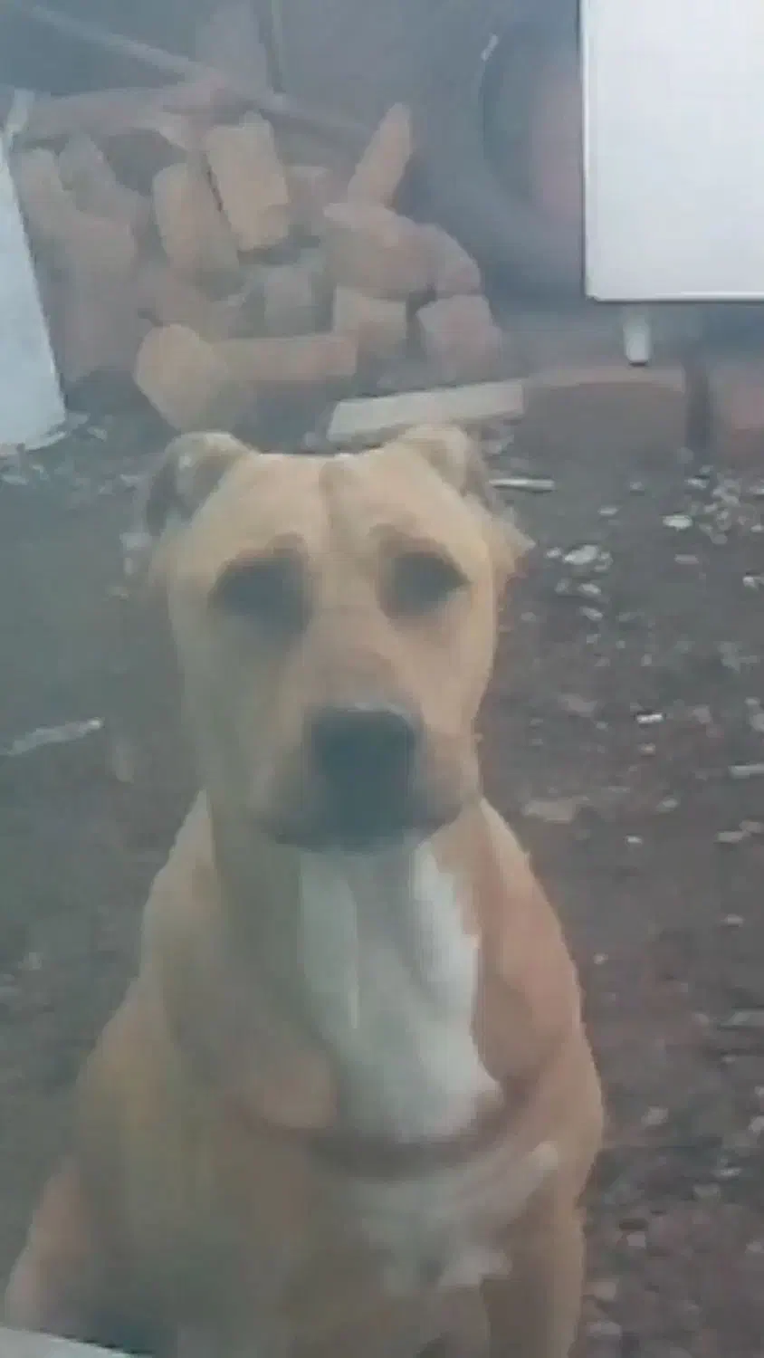 سگ نژاد دار|سگ|مشهد, طبرسی شمالی|دیوار