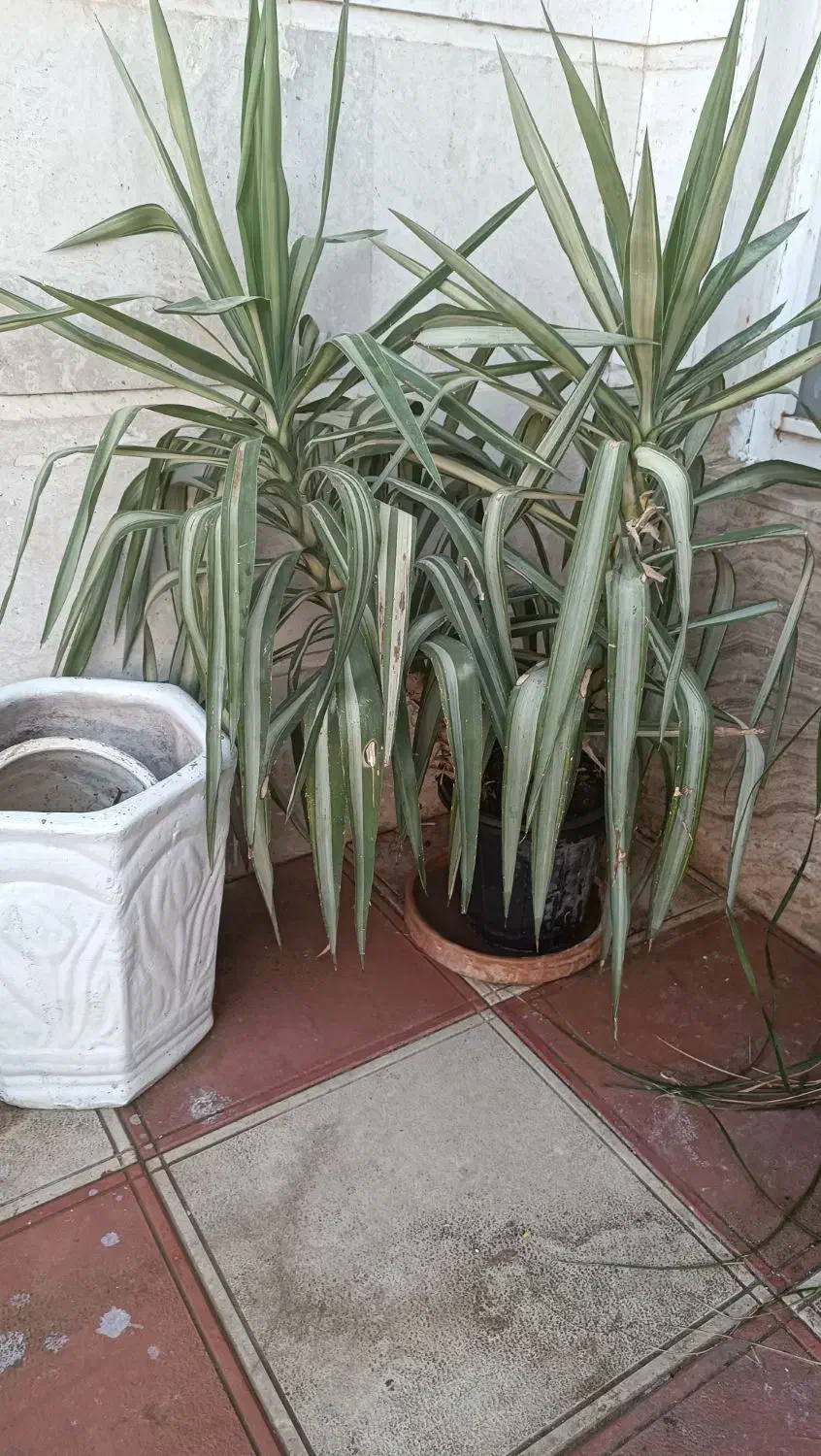 گل های زیبا|گل و گیاه طبیعی|شیراز, باغ تخت|دیوار